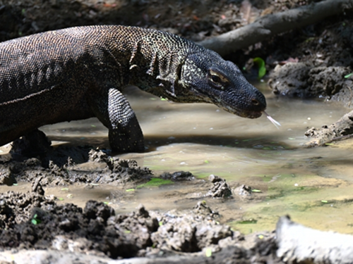 コモドオオトカゲ